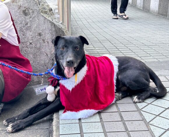 新北市新店動物之家與志工攜手 成功舉辦多場流浪動物送養會