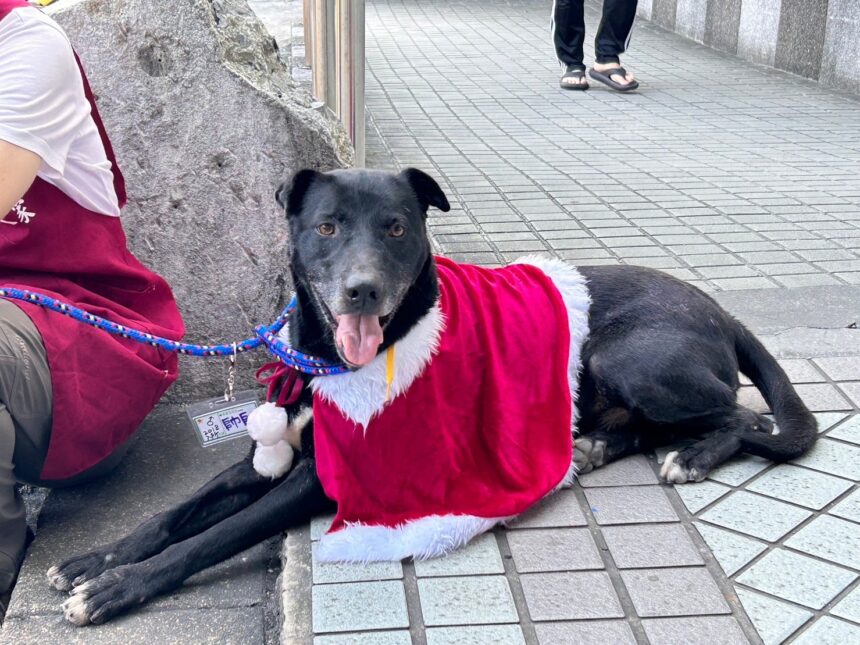 新北市新店動物之家與志工攜手 成功舉辦多場流浪動物送養會